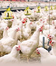 Птицеводство