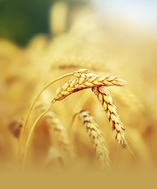 Растениеводство