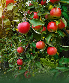 Сад, выращивание грибов