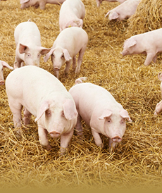 Свиноводство