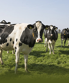 Животноводство